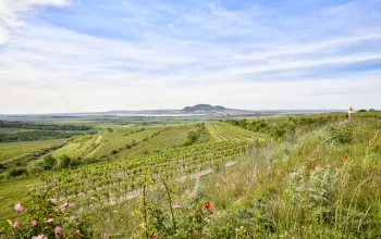 Exploring the award-winning wine and architecture of the Mikulov sub-region