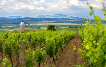 Explore wine and contemporary architecture in the Velké Pavlovice sub-region