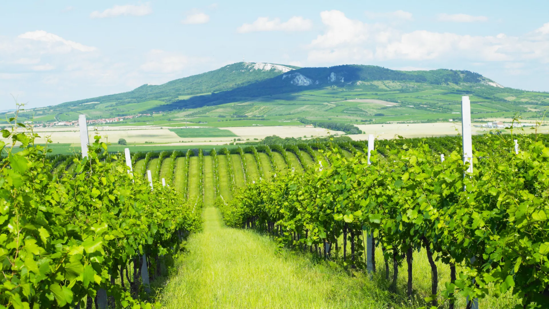 Maybe it’s hidden in the wine archive | South Moravia