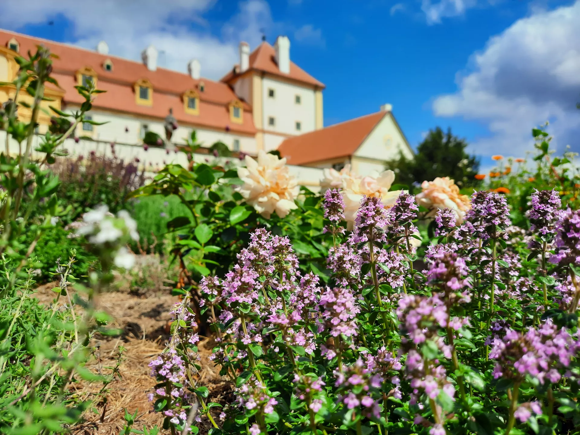 Herb garden Lu & Tiree Chmelar in Valtice