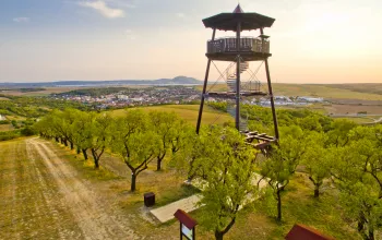 Almond orchard and the lookout tower in Hustopeče