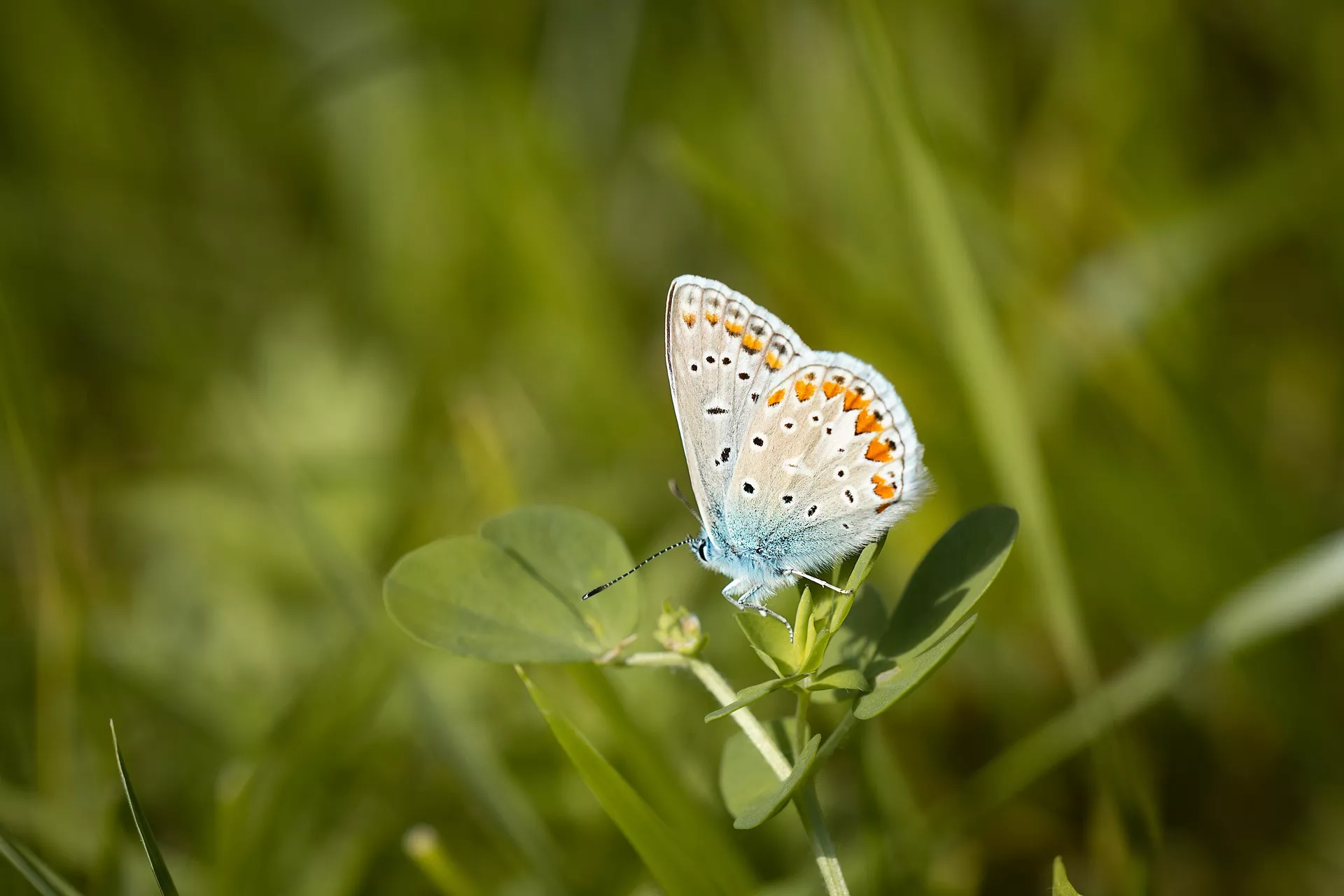 On the Wings of Butterflies to the Ždánický Les