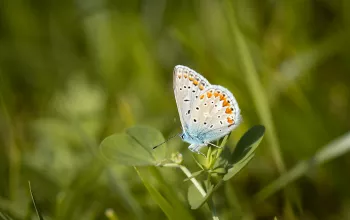 On the Wings of Butterflies to the Ždánický Les
