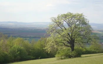 The True Service Tree Trail
