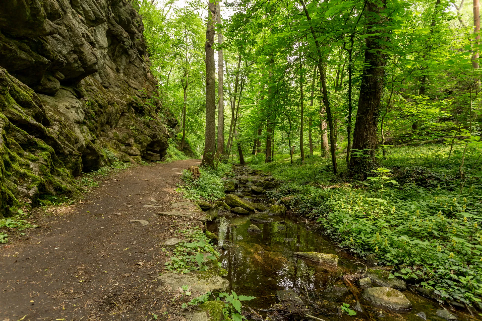 Across the Gránice Stream Valley with Hugo the Salamander